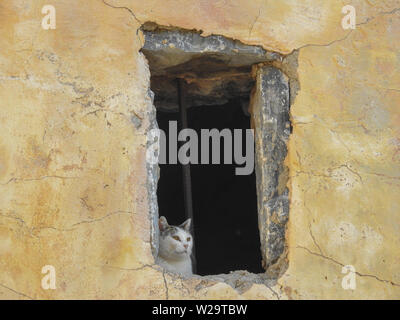 Katze mit Blick aus dem Fenster Ruinen in Antiken Ephesus, Kusadasi, Türkei Stockfoto
