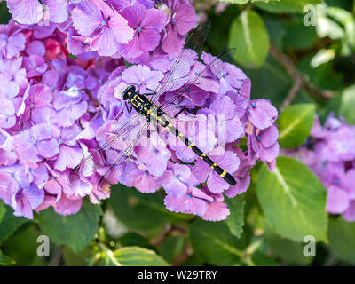 Eine japanische Variante des Gemeinsamen clubtail Libelle, Ictinogomphus Pertinax, ruht auf lila Hortensien in einem japanischen Park neben einem Fluss. Stockfoto