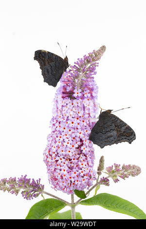 Zwei in Gefangenschaft gezüchtete Peacock Schmetterlinge, Nymphalis io, die vor kurzem von Ihrem chrysalises ruht auf Sommerflieder entstanden, Budleja davidii, bevor Stockfoto