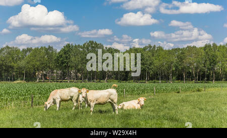 Blonde d Aquitaine Kühe in die Landschaft von Drenthe, Niederlande Stockfoto
