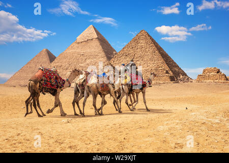 Beduinen auf Kamelen vor der berühmten Pyramiden von Gizeh in Ägypten Stockfoto