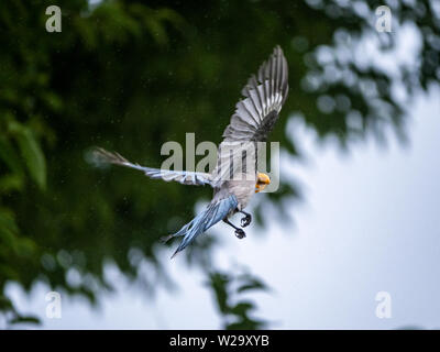 Eine Azure - winged Magpie, Cyanopica cyanus, fliegt auf dem Weg zu einem sicheren Barsch eine Frucht aus eine kleine Frucht Baum. Stockfoto