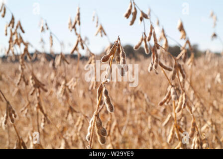 Bei den Feldhäckslern WEIZEN weiten Landschaften von Ackerland kann ich 13 Korridor von Virginia gesehen werden. Stockfoto