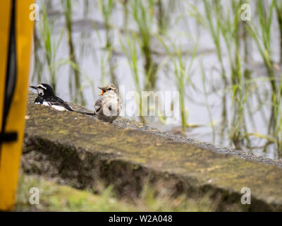 Eine Bachstelze, montacilla Alba, Feeds eine kleine grub zu einem Jugendlichen Bachstelze neben einer japanischen Reisfelder. Stockfoto