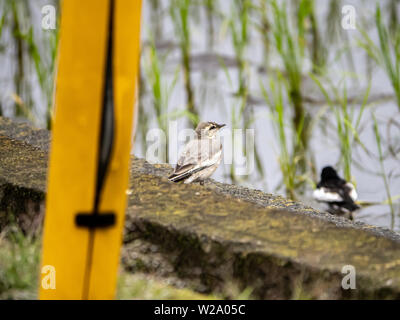 Eine Bachstelze, montacilla Alba, Feeds eine kleine grub zu einem Jugendlichen Bachstelze neben einer japanischen Reisfelder. Stockfoto