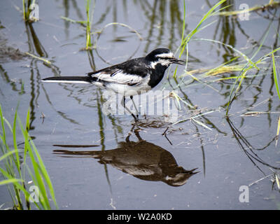 Ein erwachsener Bachstelze, Motacilla alba, ist im Wasser von einem überfluteten Reisfeld, während auf der Suche nach Nahrung für seine Jungen reflektiert. Stockfoto