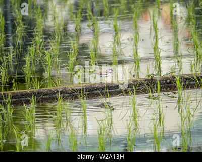 Ein Flussregenpfeifer, Charadrius dubius, entlang der Grenze zwischen japanischen Reisfelder Stockfoto