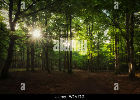 Sonnenstrahlen zwischen den Bäumen im Wald, Urbasa Navarra Stockfoto