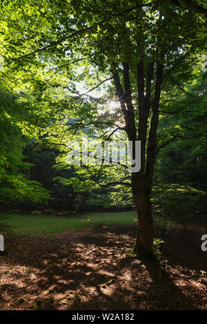 Sonnenstrahlen zwischen den Bäumen im Wald, Urbasa Navarra Stockfoto
