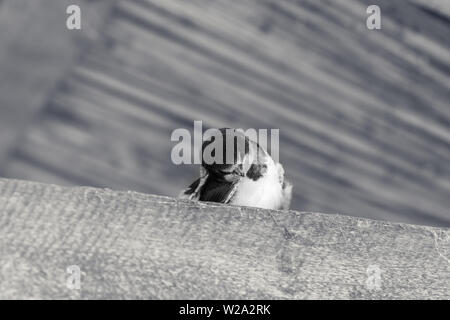 Baby Vogel der Schwalbe sitzt auf sonnenbeschienenen Holzbalken unter Dach und Kratzer den Kopf. Schwarz und Weiß getönten Bild. Stockfoto