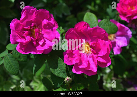 Rugosa Rose, dunkelrosa wild in der Blüte rose. Angenehm duftende Ramanas Rose, magenta beach Rose. Stockfoto