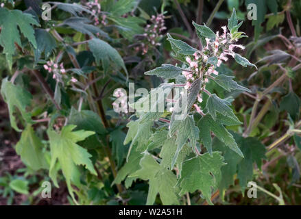 Motherwort - eine Heilpflanze mit einen beruhigenden Effekt Stockfoto