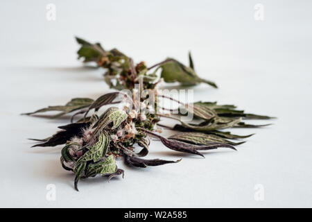 Motherwort - eine Heilpflanze mit einen beruhigenden Effekt Stockfoto