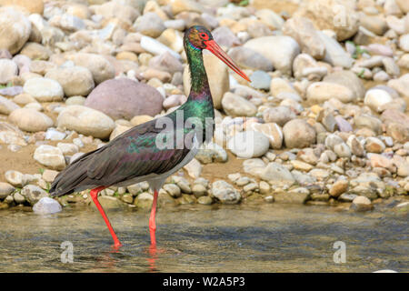 Schwarzstorch durch Wasser waten. Stockfoto