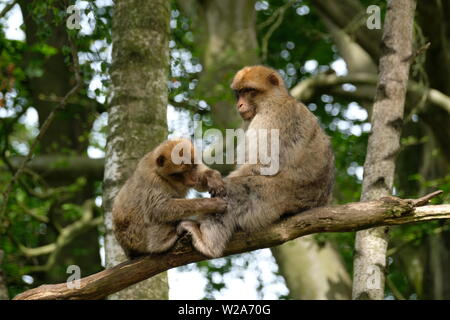 Trentham Affenwald Stockfoto