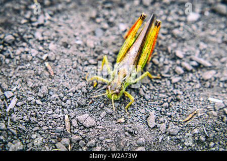 Heuschrecken auf dem Boden. Makro, close-up. Heuschrecken Invasion Stockfoto