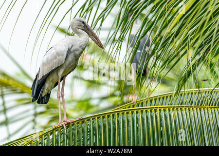 Asian openbill Stork auf Coconut leaf in einer Entfernung auf der Suche Stockfoto