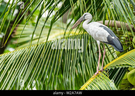 Asian openbill Stork auf Coconut leaf in einer Entfernung auf der Suche Stockfoto