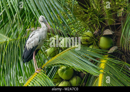 Asian openbill Stork auf Coconut leaf in einer Entfernung auf der Suche Stockfoto