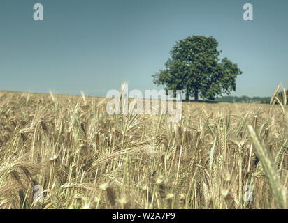 Reiche Gerste Ährchen in einem großen Feld, Kalk Baum im Hintergrund am Horizont. Agroculture. Feld mit vergilbten reifenden Getreide ährchen Stockfoto