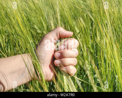 Landwirt überprüft, mit seiner Hand die ährchen unreifen Weizen vor der Verarbeitung mit Herbiziden und Düngemitteln für eine große Ernte Stockfoto