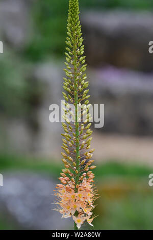 Nahaufnahme von einem schmalen leaved foxtail Lily (Eremurus stenophyllus) in voller Blüte Stockfoto