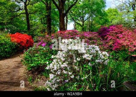 Große Sträucher von lila, weiß, rosa und rote Blumen, Bäumen und grünen Laub im Frühjahr bei Isabella Plantation, Richmond Park, im Südwesten von London. Stockfoto