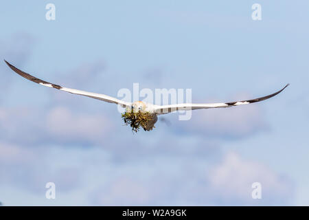 Gannett auf große Saltee Insel während der Brutzeit Stockfoto