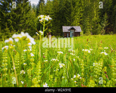 Blockhaus auf der Blumenwiese von Nadelwäldern umgeben. Malerische Frühling Hintergrund der Karpaten. Stockfoto