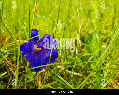 Nahaufnahme von einzelne blaue Blume Enzian (Gentiana acaulis) im grünen Gras der Karpaten wilden Hügel. Für den Frühling und Vegetation. Stockfoto