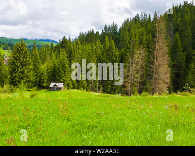 Single Blockhaus Cottage auf einer grünen Weide von Pinienwäldern auf den Hügeln umgeben. Altes Haus in der Mitte der Nadelwald. Stockfoto