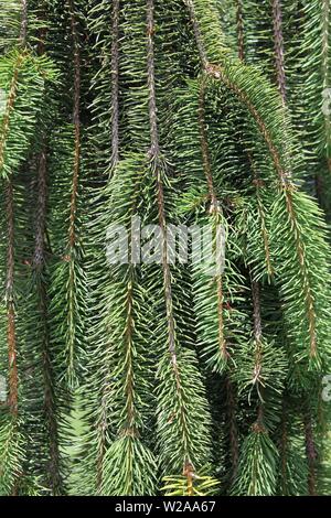 Inversa Fichte, Picea abies 'Inversa' Stockfoto