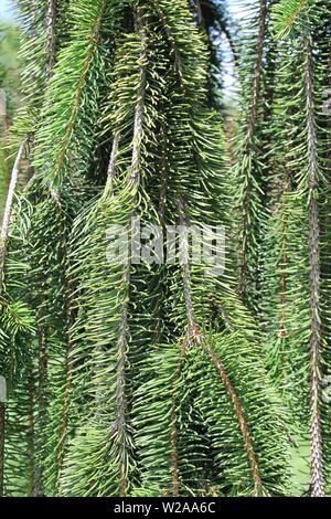 Inversa Fichte, Picea abies 'Inversa' Stockfoto