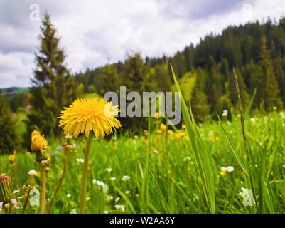 Nahaufnahme der Blüte flauschig gelbe Löwenzahn auf dem Feld. Wundervolles Frühling Szene Hintergrund, blühende Wiesen und grüne Gras in der Nähe der Nadel Fores Stockfoto