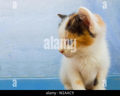 Nahaufnahme, Porträt einer adorable kleine weiße Katze mit schwarz und orange Flecken zur Seite schauen neugierig auf einen blauen Wand Hintergrund. Stockfoto