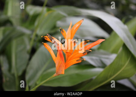 Schöne orange helikonia, Ἑλικώνιος, helikṓnios, Heliconia, Hummer - Klauen, toucan Schnabel, wilden Bananen oder falsch Bird-of-Paradies. Stockfoto