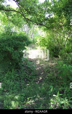 Weg durch die Natur an einem hellen Sommertag. Stockfoto