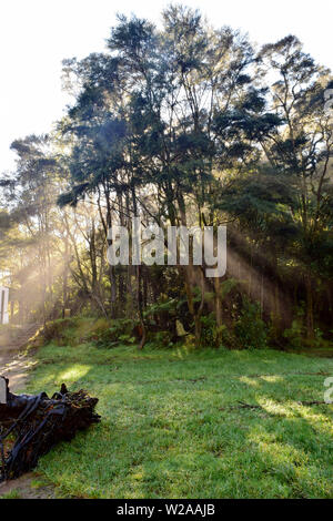 Sonne scheint durch einen Baum Stockfoto