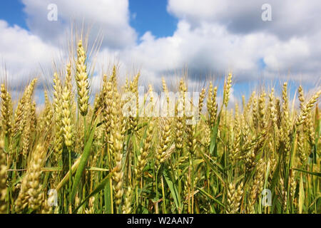 Sommer Landschaft Landschaft mit Bereich der reifenden Weizen schließen in einer geringen Tiefenschärfe gegen bewölkt blauer Himmel. Wisconsin, Midwest USA. Harves Stockfoto