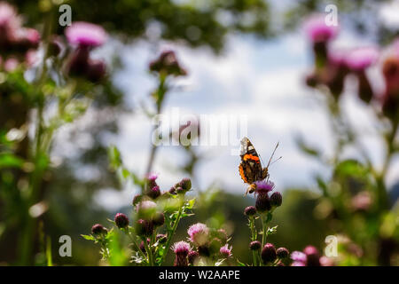 UK Wildlife: Red Admiral Schmetterling, Vanessa atalanta, in ungewöhnlicher Pose mit dem vorderen Bein verlängert werden, wenn zur Abwehr der Biene auf ihn zu fliegen. Stockfoto