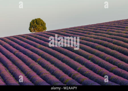 Lavendelfelder in der Provence. Sommerzeit Stockfoto