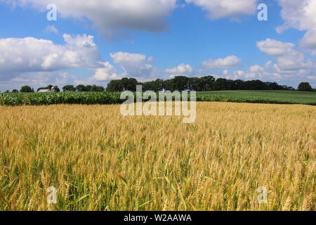 Ländliche Landschaft mit Rip Weizenfeld auf einen Vordergrund. Schönen Sommer Natur Natur Hintergrund, Wisconsin, Mittleren Westen der USA. Ernte Konzept. Stockfoto