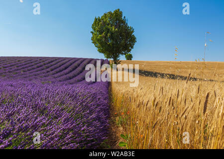 Lavendelfelder in der Provence. Sommerzeit Stockfoto