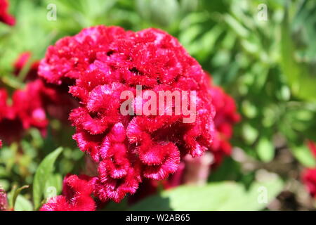 Schöne rote Fuzzy crested Cockscomb, Celosia argentea var. Cristata, in einem Garten wachsen in die helle Sonne. Stockfoto