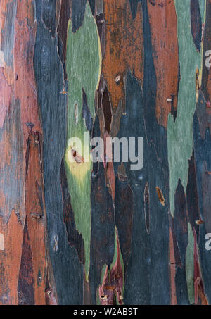 Bunte Muster auf der Rinde von tropischen Baum Stockfoto