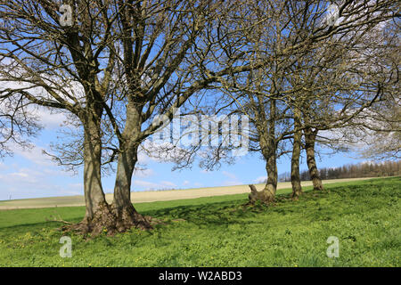 Landschaft außerhalb von East Meon Dorf in der Nähe von Petersfield, Hampshire, England Großbritannien Stockfoto