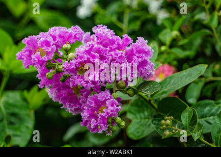 Isolierte lila Flieder Blume grün Unschärfe Hintergrund Stockfoto