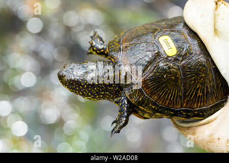 Europäische Sumpfschildkröte (auch genannt die Europäische Sumpfschildkröte (Emys orbicularis), Campanarios de Azaba Biological Reserve, Salamanca, Castilla y Leon Stockfoto