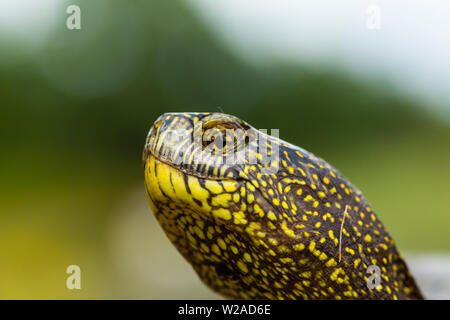 Europäische Sumpfschildkröte (auch genannt die Europäische Sumpfschildkröte (Emys orbicularis), Campanarios de Azaba Biological Reserve, Salamanca, Castilla y Leon Stockfoto