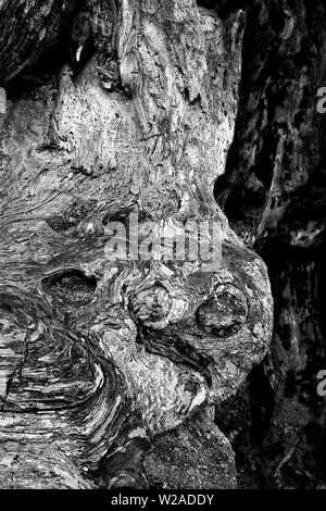 Schwarz und Weiß detail Drehungen und Wendungen in der Zypresse Baumrinde. Stockfoto